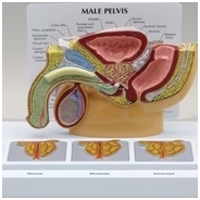 Vyrų dubens modelis su prostata