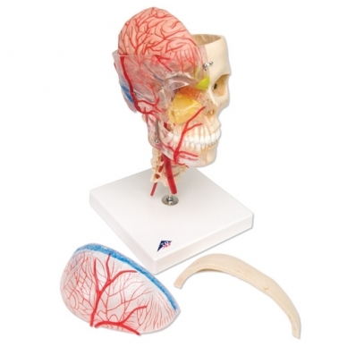 BONElike™ medžiagos žmogaus kaukolės modelis su smegenimis ir stuburo dalimi (viena pusė permatoma, o kita – kaulinga) 2