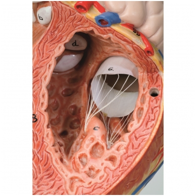 Dvigubo dydžio širdies modelis, 4 dalys 2