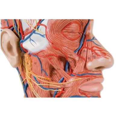 Galvos pusės, su raumenynu, modelis 3