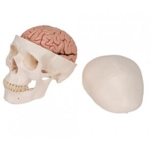Klasikinis žmogaus kaukolės modelis su smegenimis, 8 dalys