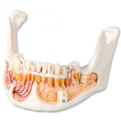 Klasikinis žmogaus kaukolės modelis su atviru apatiniu žandikauliu, 3 dalys 3