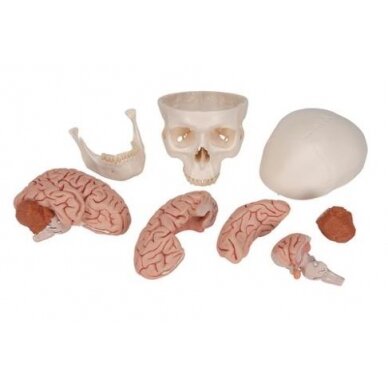 Klasikinis žmogaus kaukolės modelis su smegenimis, 8 dalys 1