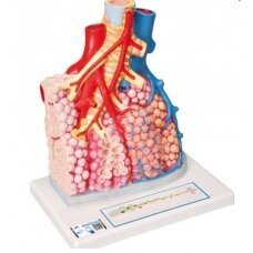 Plaučių alveolių su aplinkinėmis kraujagyslėmis modelis, padidintas 130 kartų