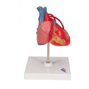 Širdies modelis 2