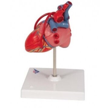 Širdies modelis 4
