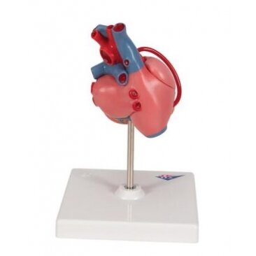 Širdies modelis 3