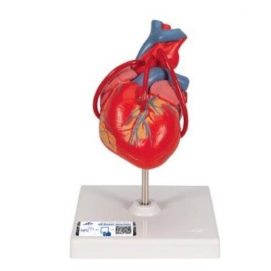 Širdies modelis 1