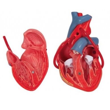 Širdies modelis 5