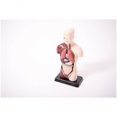 Torso modelis 270mm 1