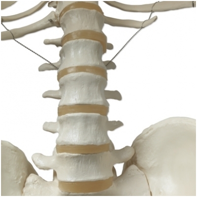 Žmogaus skeleto modelis „Stan” (kabantis) 9