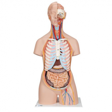 Dvilytis žmogaus torso modelis su atvira nugara ir priekiu, 21 dalis 1