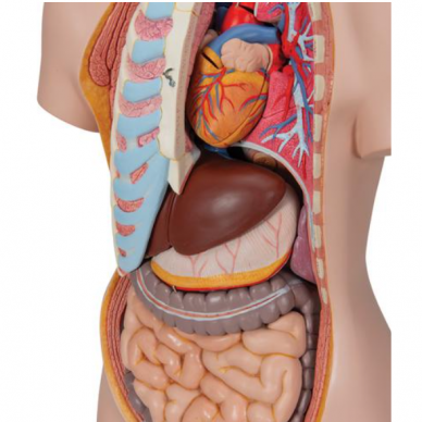 Dvilytis žmogaus torso modelis su atvira nugara ir priekiu, 21 dalis 3